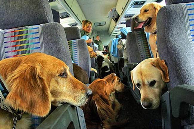 dog-travel-2