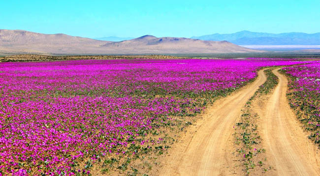 Deserto Florido Chile