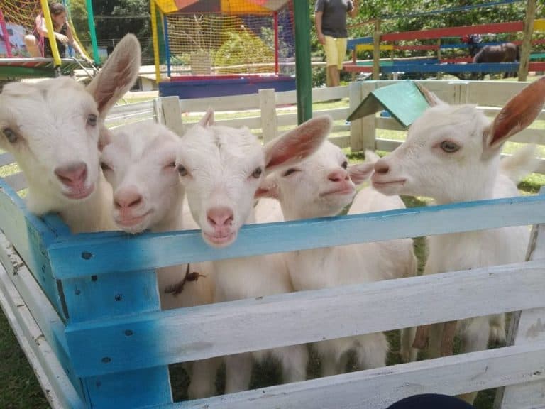 Lugares Na Serra Da Cantareira Para Curtir No Final De Semana