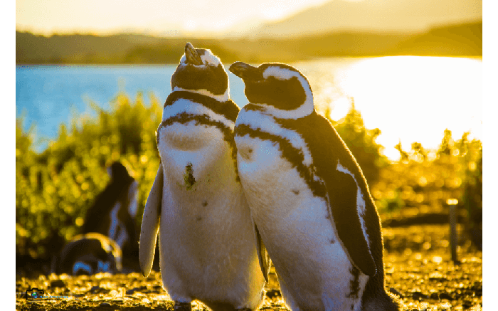 Caminhada com Pinguins + Navegação Verão