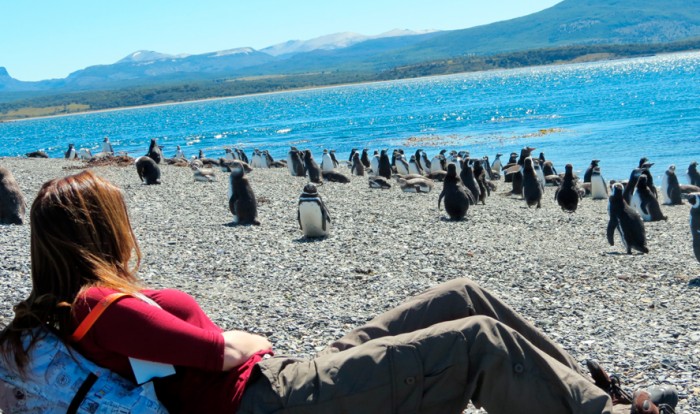 Pinguinera Terrestre Tarde