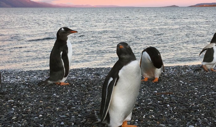 Caminhada com Pinguins + Navegação Inverno