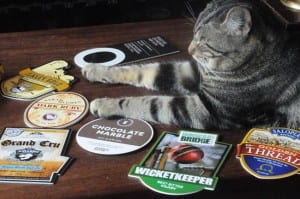Em Bristol, bar coloca gatos para circular entre os clientes