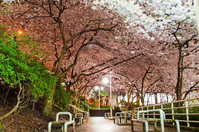 Festival das Cerejeiras acontece entre março e abril em Vancouver