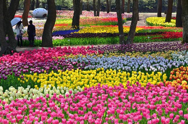 A Primavera nunca acaba no deslumbrante e colorido Hitachi Seaside Park, no Japão