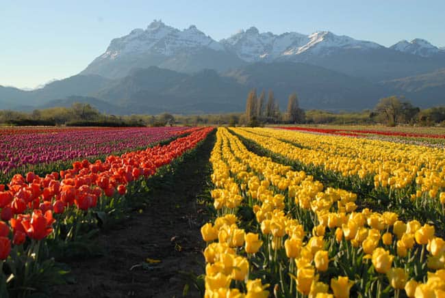 Campos de tulipas encantam o público em Trevelin, na Argentina