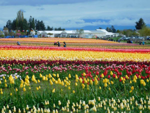 Festival Anual de Tulipas do Vale Skagit colore Seattle, no Estados Unidos