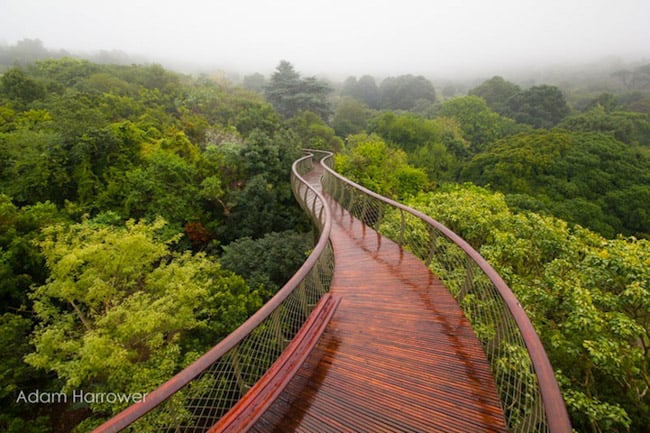 A incrível passarela que passa por cima de árvores na Cidade do Cabo