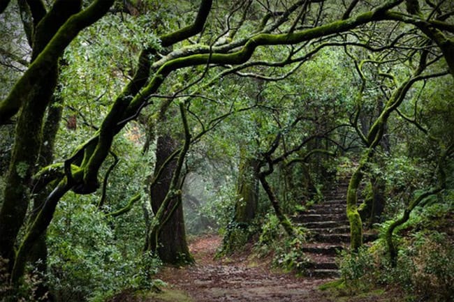 Floresta Laurissilva da Madeira em Portugal