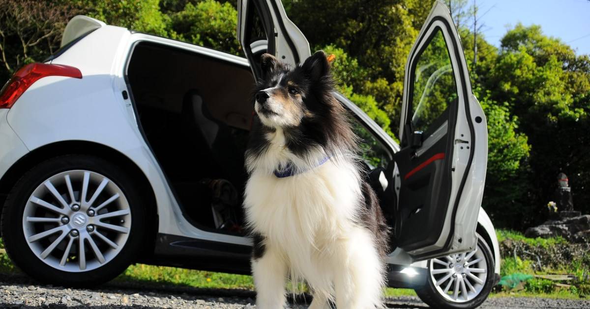 10 dicas para viajar de carro com cachorros com segurança