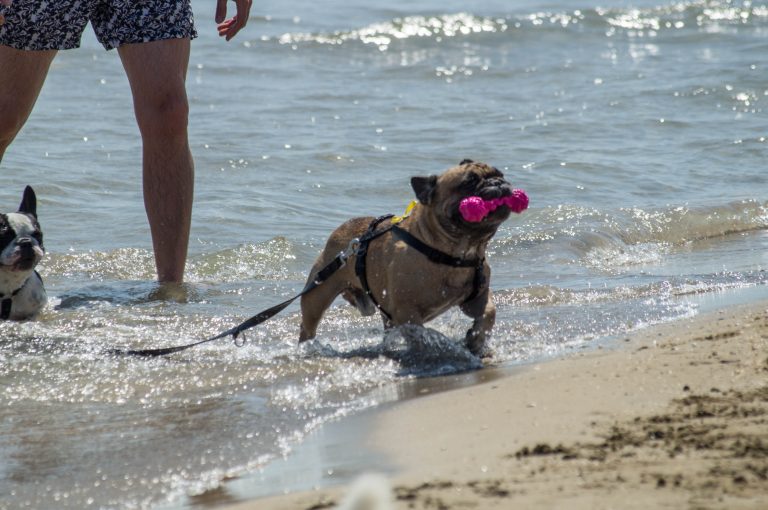 Bau Bau Beach: a praia italiana especial para cães