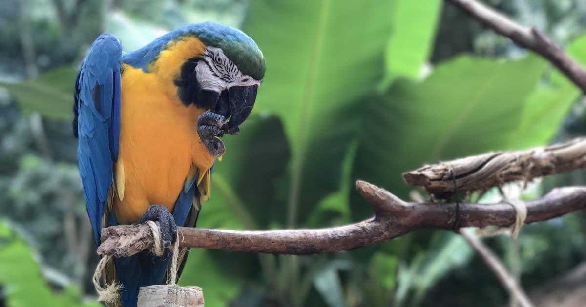Parque das aves em Foz do Iguaçu é opção de passeio para toda família