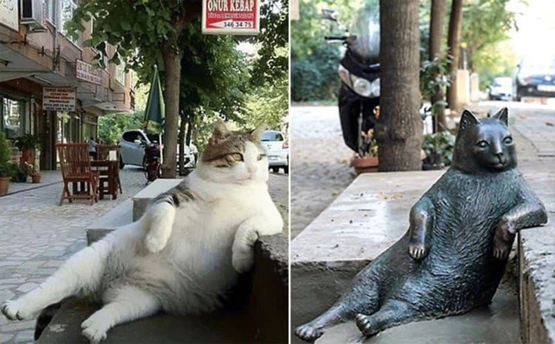 cidades para quem ama gatos istambul