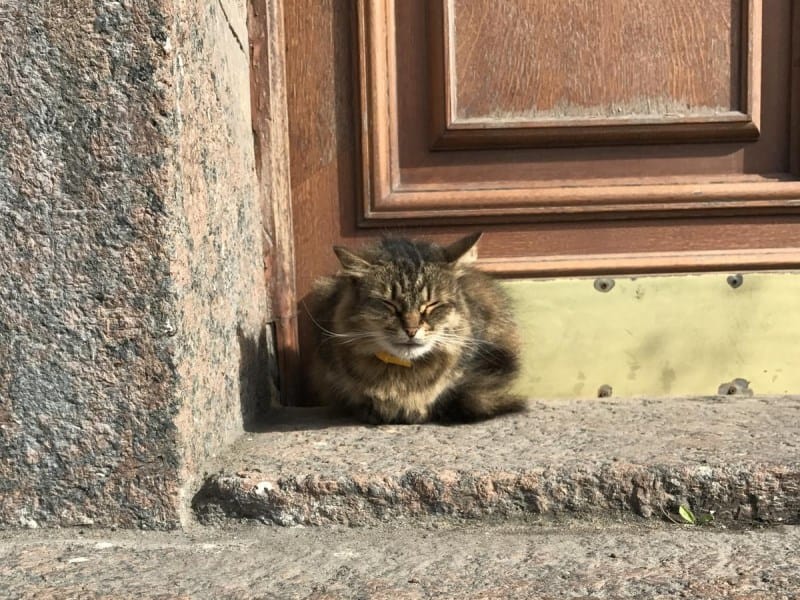 cidades para quem ama gatos são petesburgo