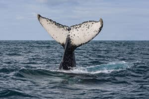 Encante-se com a temporada das baleias em Santa Catarina. Saiba onde encontrá-las