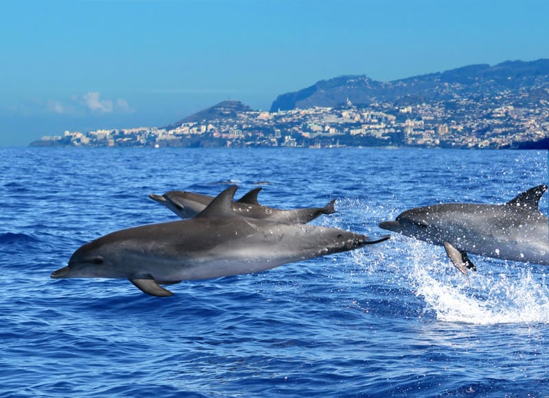 Golfinhos na Ilha da Madeira
