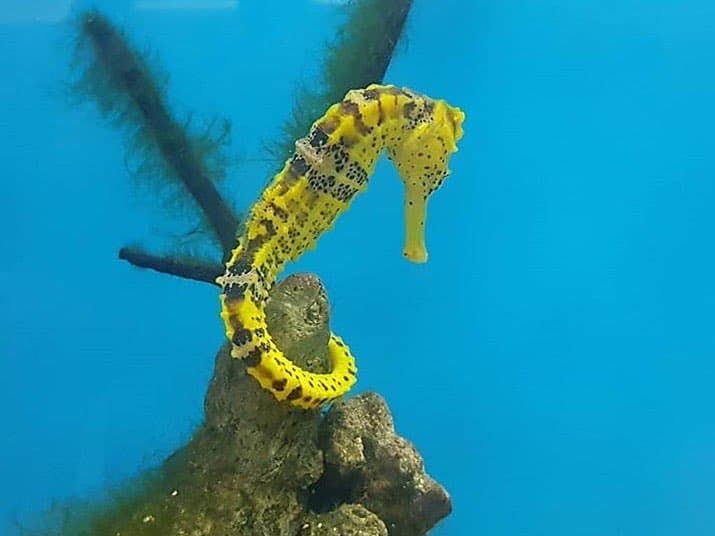 Projeto Hippocampus: uma oportunidade de saber mais sobre os cavalos-marinhos em Porto de Galinhas