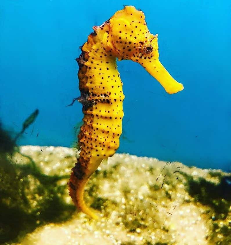 Cavalos Marinhos em Porto de Galinhas