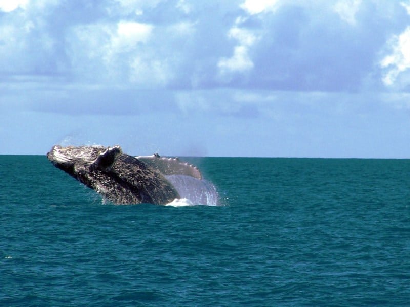 costa das baleias na bahia