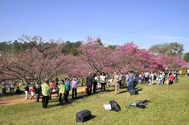 Encante-se com a beleza e delicadeza do Festival das Cerejeiras de São Roque-SP