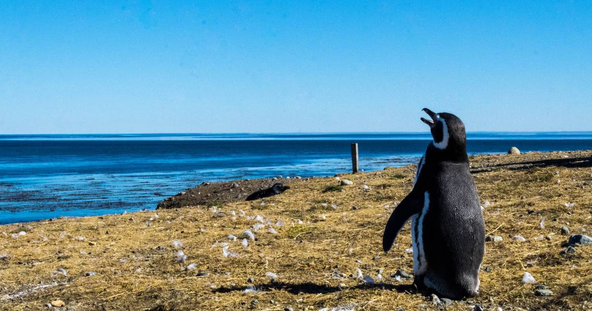 Reduto de pinguins, o Parque Nacional Isla Magdalena é mais uma beleza da Patagônia Chilena