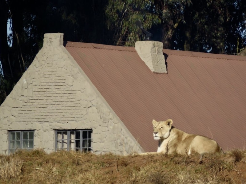 lion house