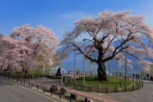 Com 500 anos de existência, esta cerejeira é atração na cidade japonesa de Takayama