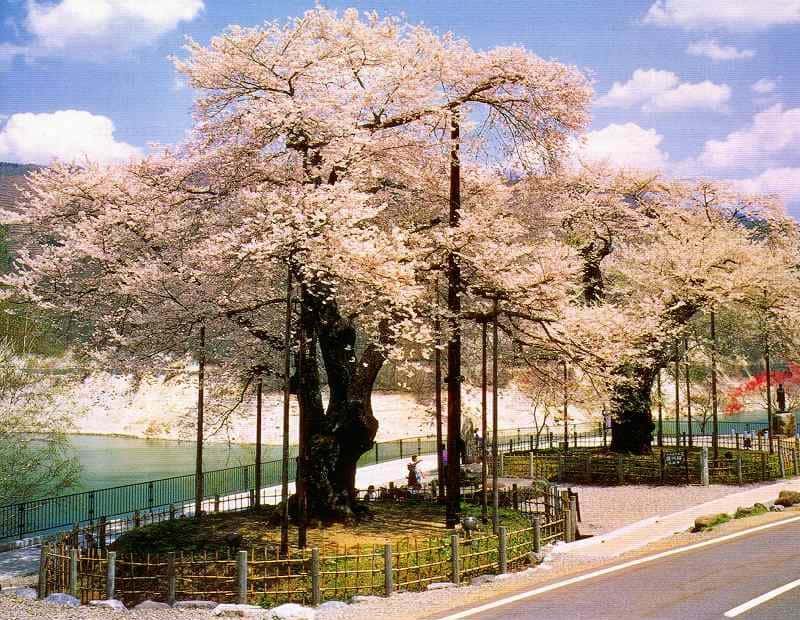 árvore no japão