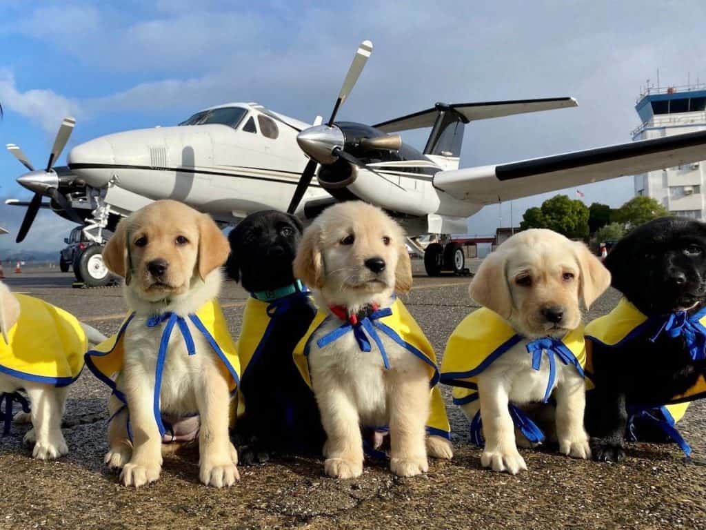 Três filhotes de cachorro com capa esperando para voar