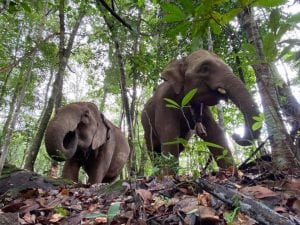 Elefantes da Tailândia retornam à natureza após ‘perderem o emprego’
