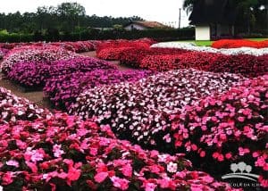 Florido todo dia, jardim em Joinville é um passeio encantado