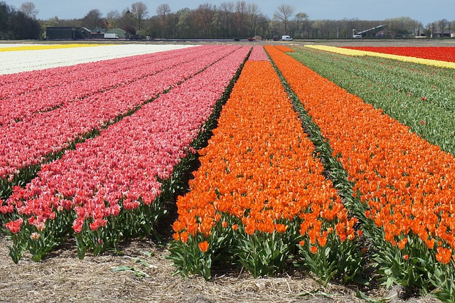 Campo de tulipas em Holambra, perfeito para visita e muitas fotos/Foto: Pixabay
