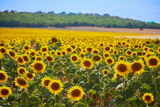 De abril a junho os campos de girassóis ficam recheados de flores/Foto: Pixabay