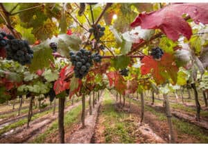 Participe da Festa do Vinho no Chile! Confira as datas