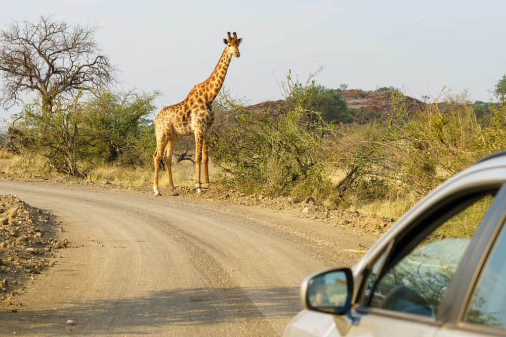 Safári na África do Sul: dicas e melhores Lugares