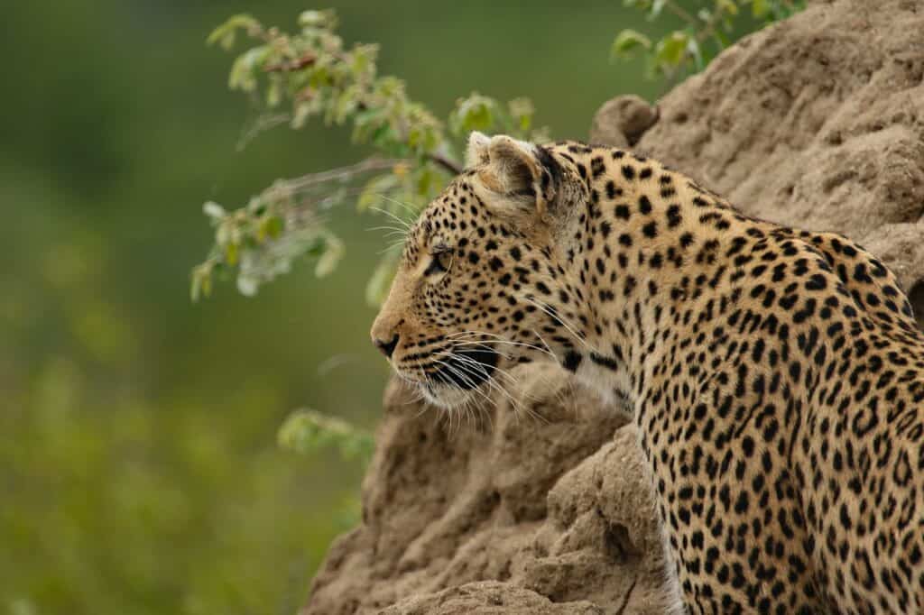 Safári na África do Sul