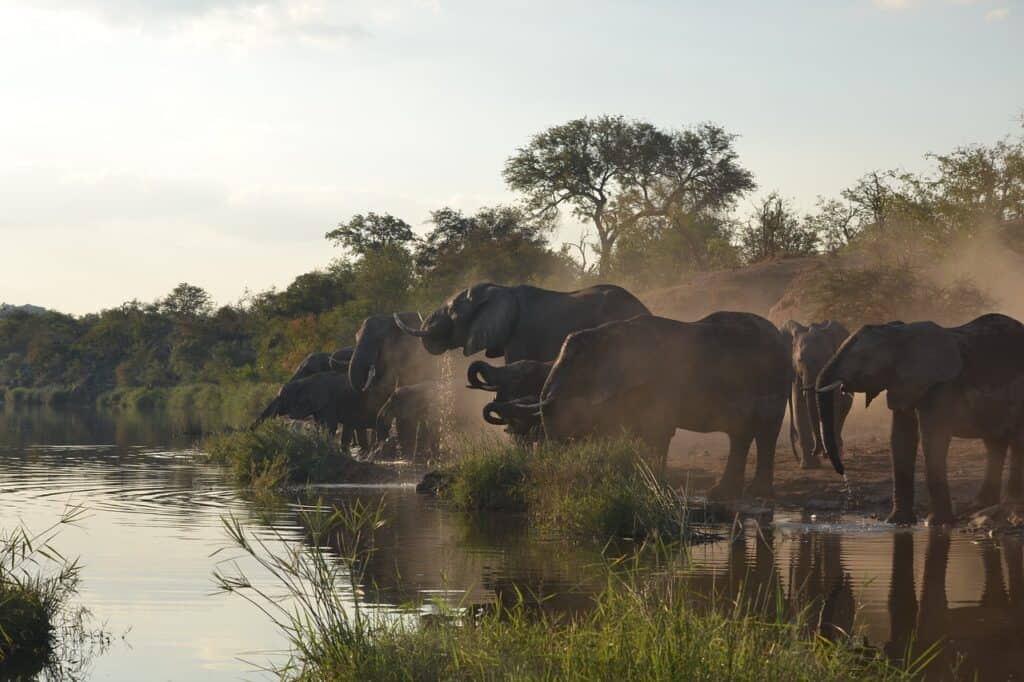 Safári na África do Sul