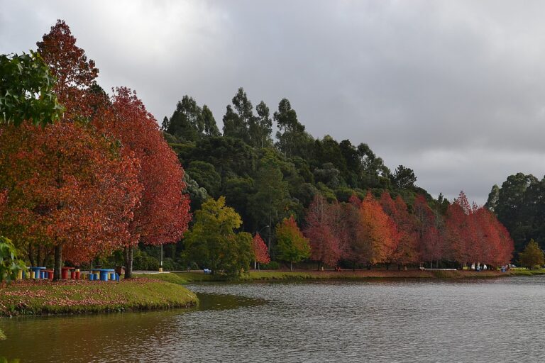 Pousada em São Francisco de Paula: o refúgio perfeito no RS