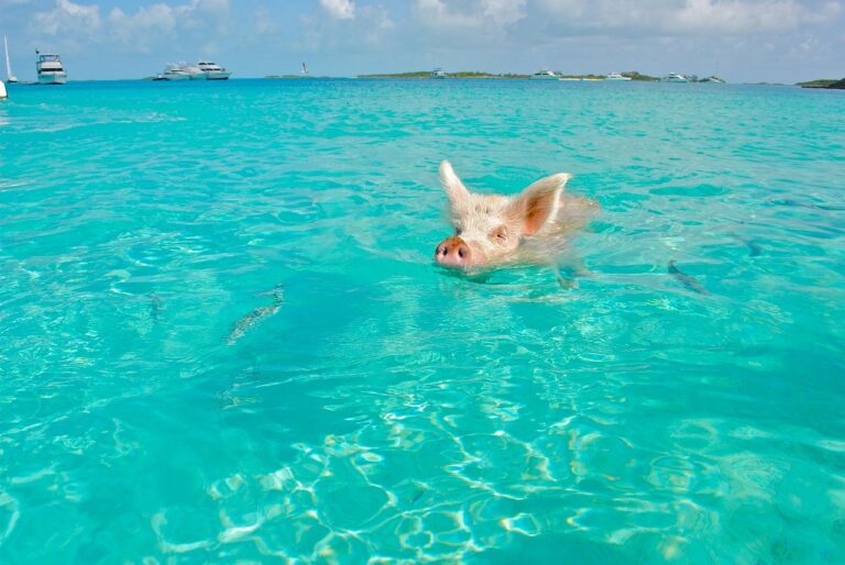 Roteiro de viagem pelas Bahamas: guia completo para explorar o paraíso caribenho