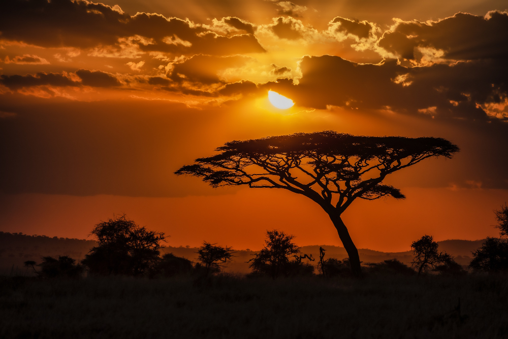passeios em Nairobi