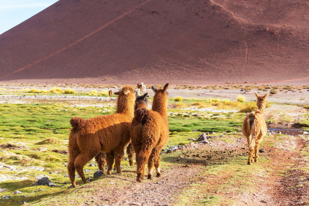 passeios em Cusco