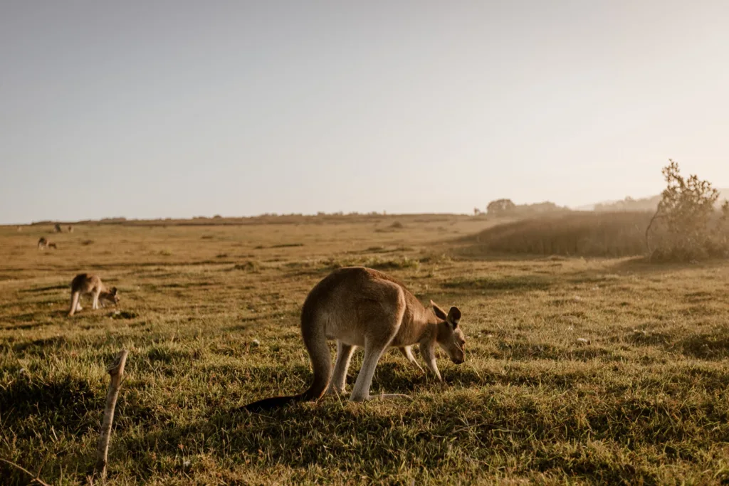 dicas de viagem para a Austrália - quanto custa viajar para a Austrália