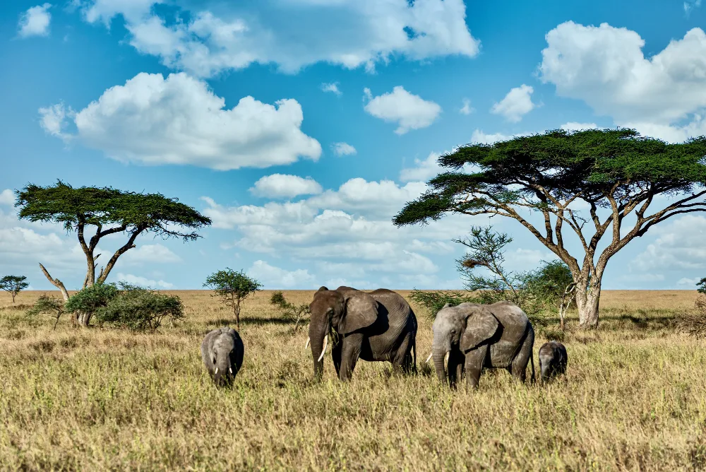 Dicas de viagem para a África do Sul