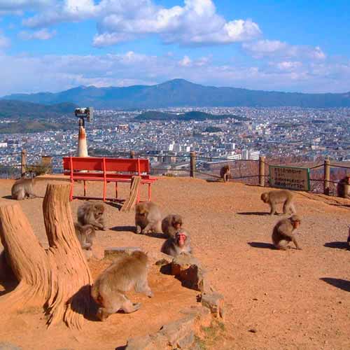 Monkey Park Iwatayama (Arashiyama)
