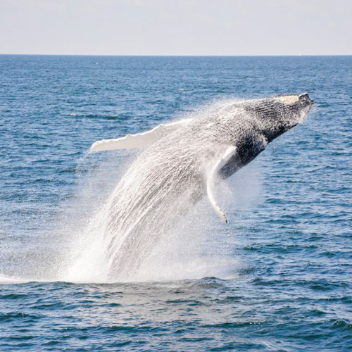 Cruzeiro com observação de baleias 