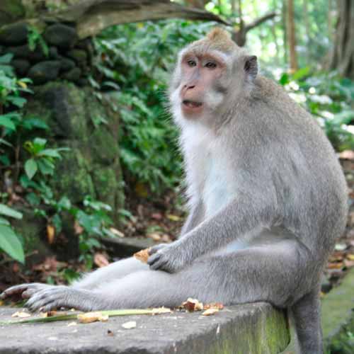 Santuário Floresta dos macacos