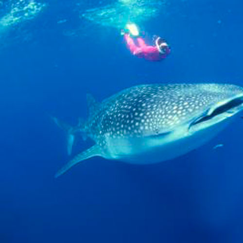 Snorkel com tubarão baleia