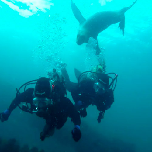Mergulho com lobos-marinhos
