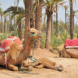 Quanto custa viajar para Marrakech