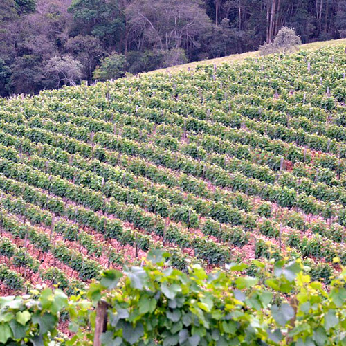 Tour pelas vinícolas do Vale dos Vinhedos